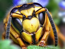 220px Face of a Southern Yellowjacket Queen (Vespula squamosa)