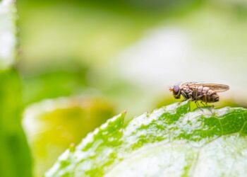 Schädlingsfrei leben