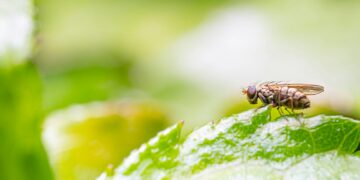 Schädlingsfrei leben