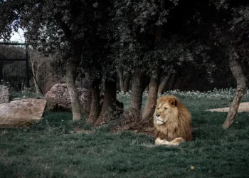 Ein Löwe in seinem natürlichen Lebensraum als Symbol für Stärke und Erfolg in der Höhle der Löwen