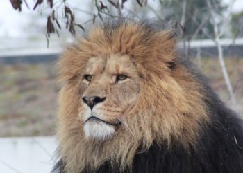 Nahaufnahme eines Löwenkopfes als Symbol der Höhle der Löwen