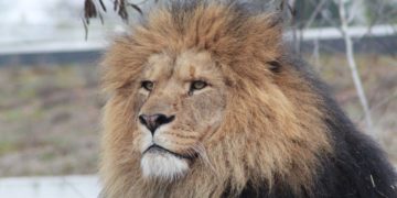 Nahaufnahme eines Löwenkopfes als Symbol der Höhle der Löwen